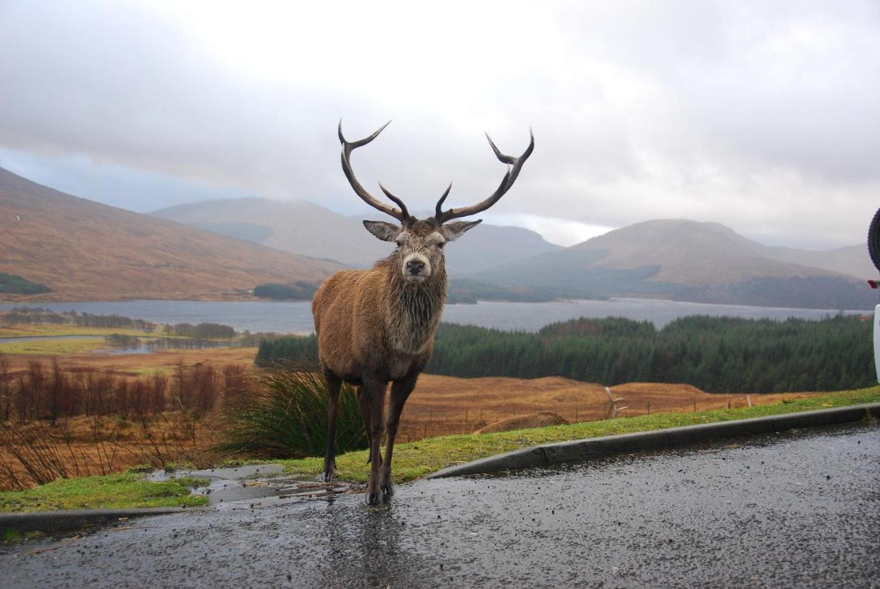 Little Fox Lodge Luxury Hideaway With Hot Tub Glencoe Near Fortwilliam (Adults Only) Exterior foto